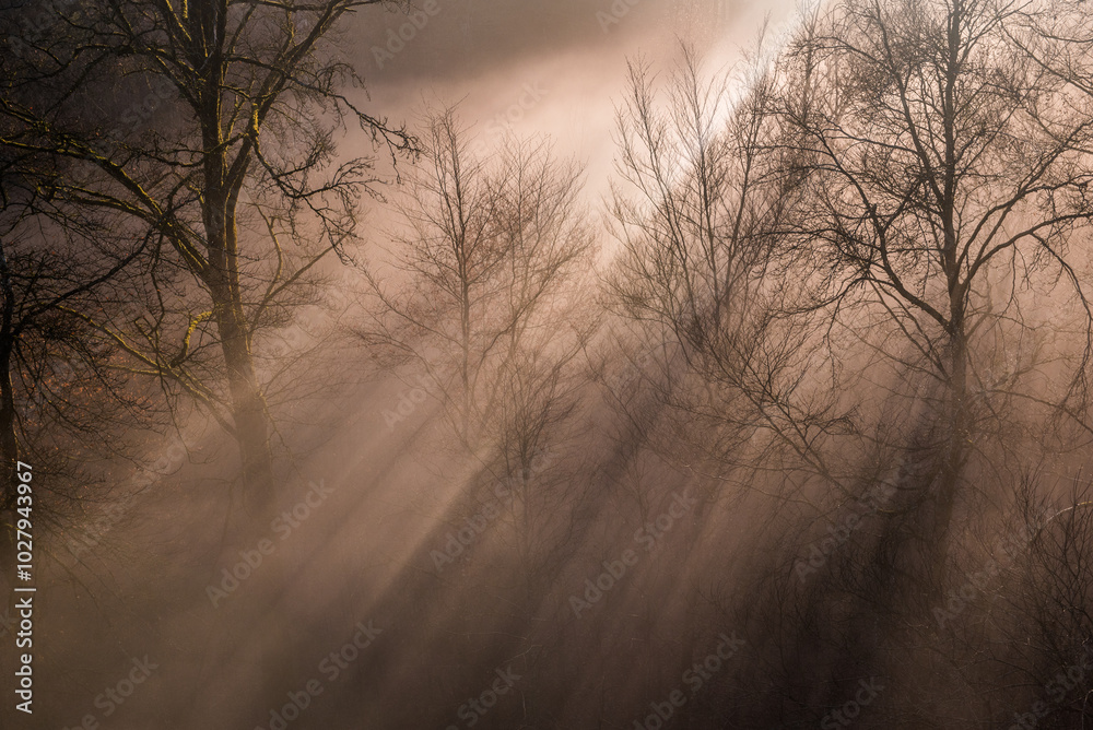Obraz premium fogy weather with sunlight 