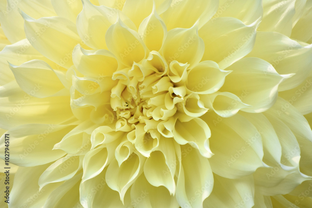dahlia bloom yellow flower blossom close-up dahlia bloom yellow flower blossom close-up