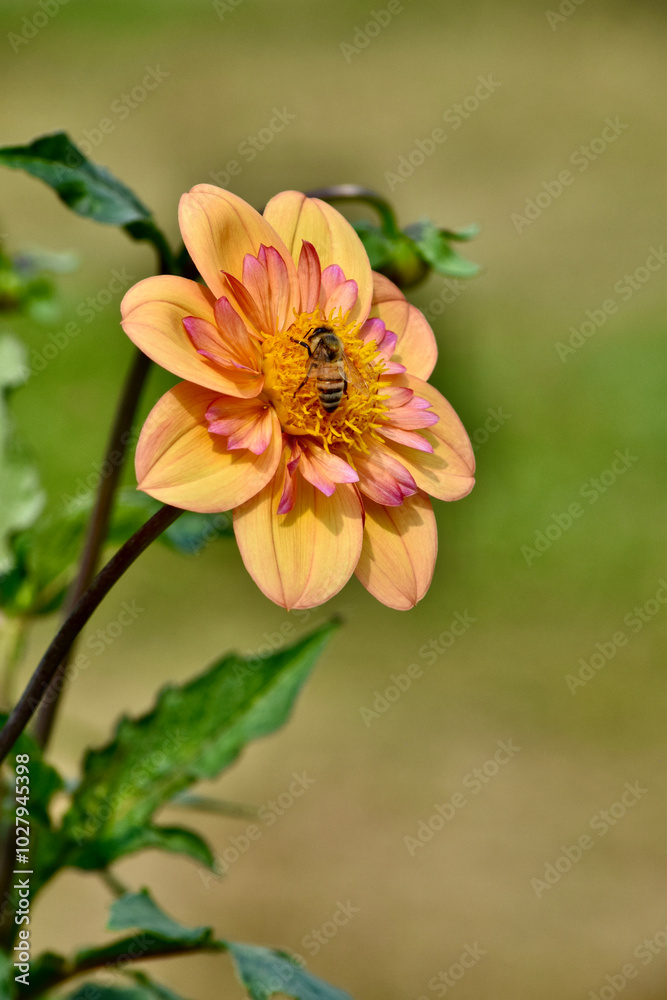 yellow flower red dahlia bloom with bee side view yellow flower red dahlia bloom with bee side view