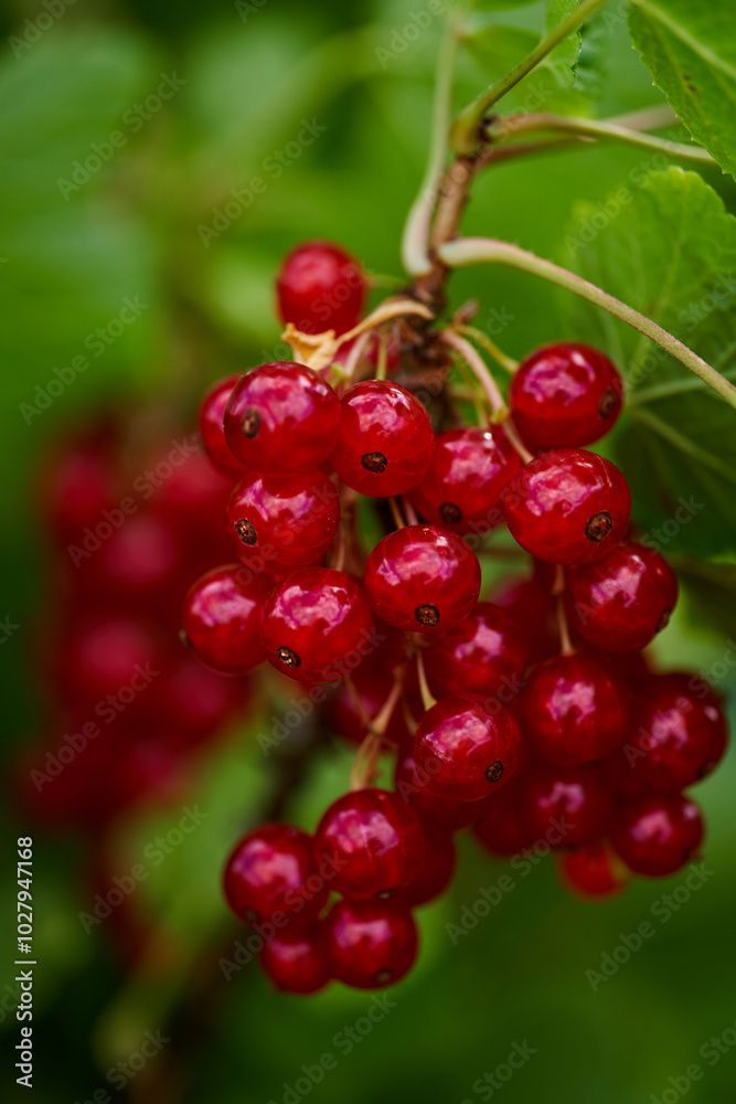 Branch of ripe red currant in a home garden Branch of ripe red currant in a home garden