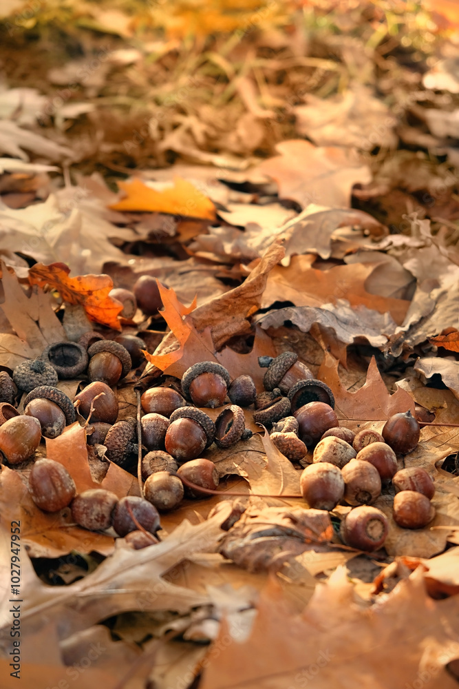 autumn background. dry fallen oak leaves and acorns of northern red oak (Quercus rubra) in autumn park, natural abstract backdrop. symbol of fall time. close up. soft focus autumn background. dry fallen oak leaves and acorns of northern red oak (Quercus rubra) in autumn park, natural abstract backdrop. symbol of fall time. close up. soft focus