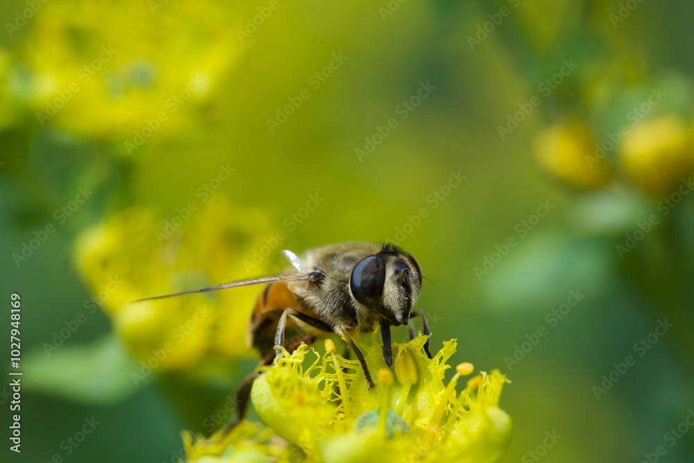 bee eating the nectar of the rue flower in spring bee eating the nectar of the rue flower in spring