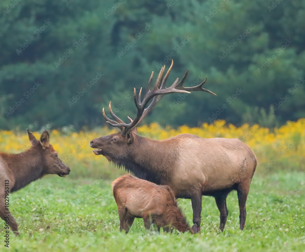 Majestic Regal Elk Bull Bugling During the Fall Rut Majestic Regal Elk Bull Bugling During the Fall Rut