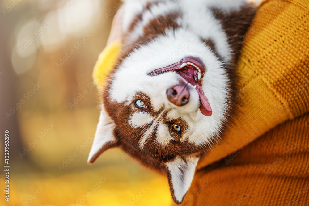 A happy Husky dog in the arms of its owner in a warm autumn. Funny animal emotions.