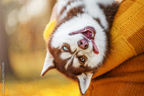 Obraz na płótnie A happy Husky dog in the arms of its owner in a warm autumn. Funny animal emotions. w salonie