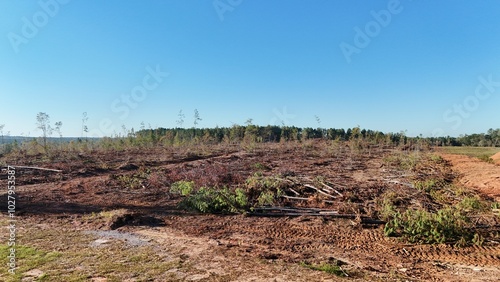 Foto clear-cut logged pine tree forest in Southern Georgia, United States
