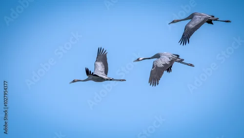 Obraz Żurawie. Prawdziwie odlotowe ptaki. Odlatujące żurawie