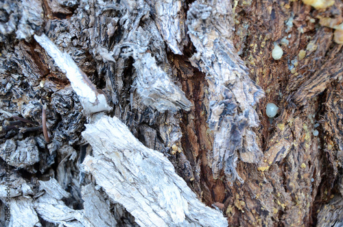 Background. Tree trunk with rough dark bark and a strip of light bark. Balearic Islands. Spain. photo