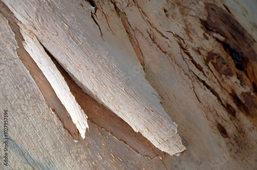 Background. Plane tree trunk with a fragment of bark. Close-up. Majorca Island. Spain photo