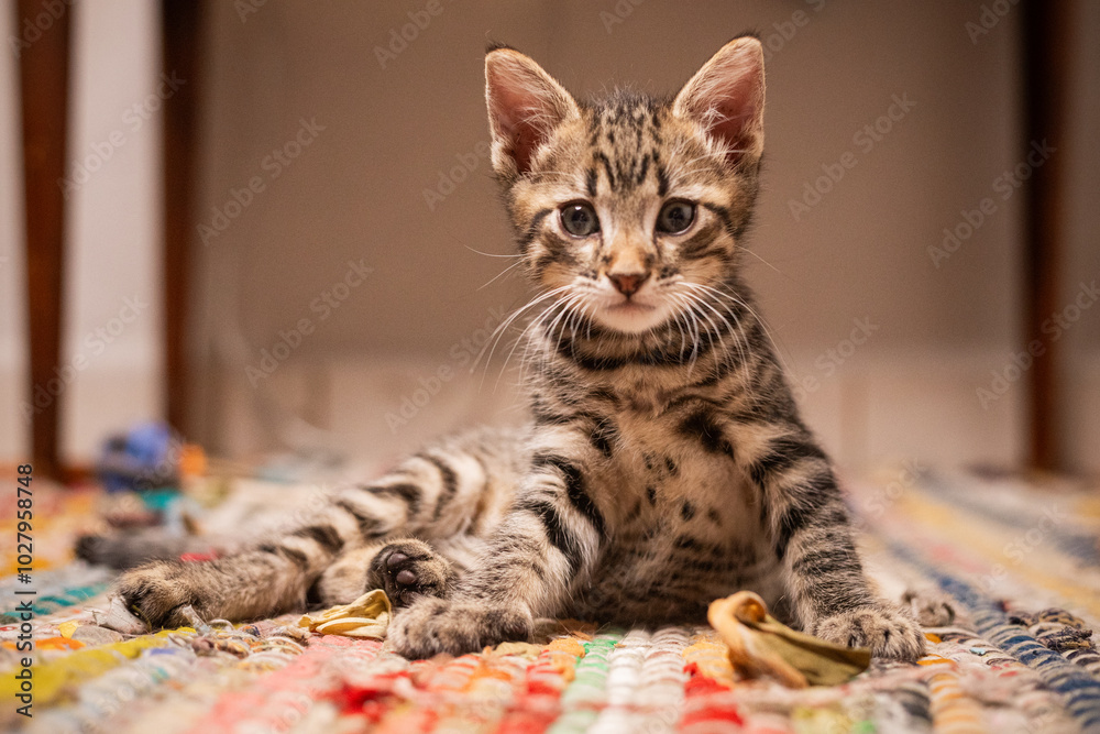 Obraz premium gatito atigrado