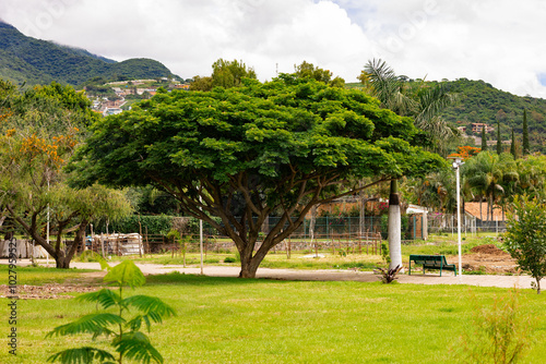 árbol frondoso photo