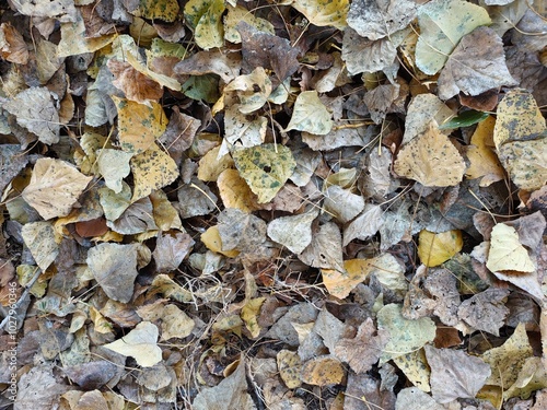 Fallen yellow withered leaves of birch and poplar on the ground close. Macro. Background. Autumn. Leaf fall