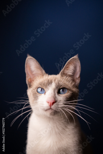 gatita blanca
