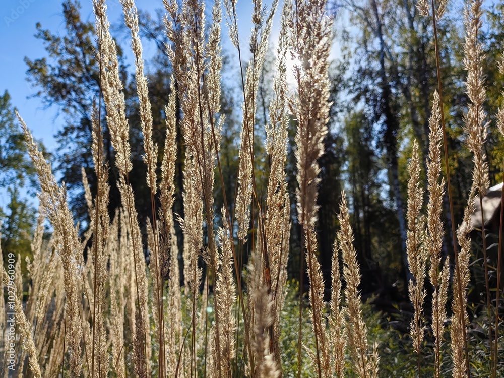 Dried ears of grass, sedge against the background of the backlight of the sun and against the background of the forest Dried ears of grass, sedge against the background of the backlight of the sun and against the background of the forest