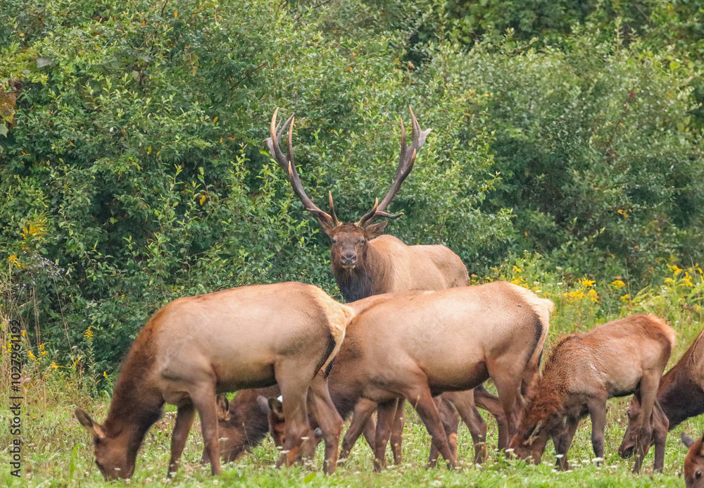 Huge Impressive Regal Elk Bull with His Harem Huge Impressive Regal Elk Bull with His Harem