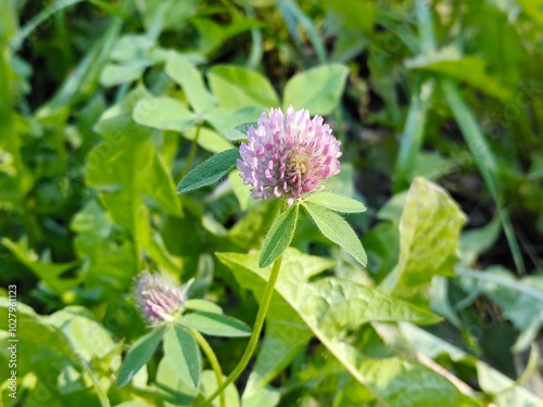 clover flower on green grass background. Macro. Separately. Close