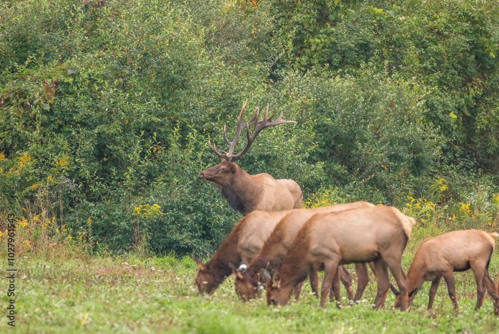 Huge Impressive Regal Elk Bull with His Harem Huge Impressive Regal Elk Bull with His Harem