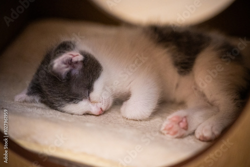 gatito bebé en siesta