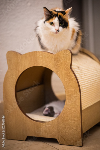 gatita calicó en rascador