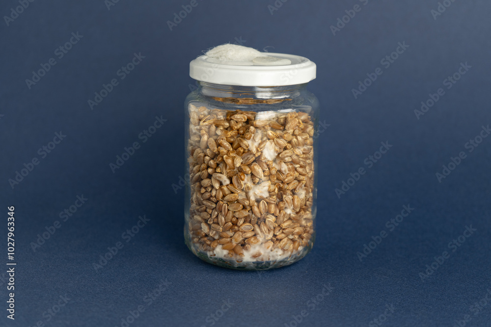 Mushroom Spawn. Jars of Grain Spawn. Close-up mycelium growth on Grain Spawn. White Mycelium of mushrooms growing. Home mycology. Mushroom Cultivation. Mushroom Spawn. Jars of Grain Spawn. Close-up mycelium growth on Grain Spawn. White Mycelium of mushrooms growing. Home mycology. Mushroom Cultivation.