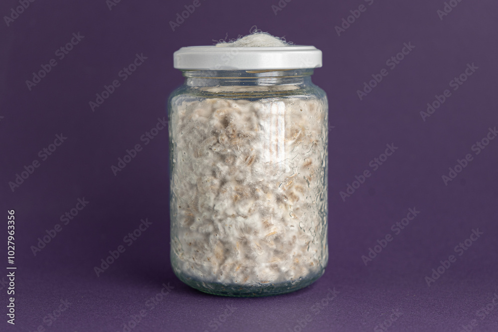Mushroom Spawn. Jars of Grain Spawn. Close-up mycelium growth on Grain Spawn. White Mycelium of mushrooms growing. Home mycology. Mushroom Cultivation. Mushroom Spawn. Jars of Grain Spawn. Close-up mycelium growth on Grain Spawn. White Mycelium of mushrooms growing. Home mycology. Mushroom Cultivation.