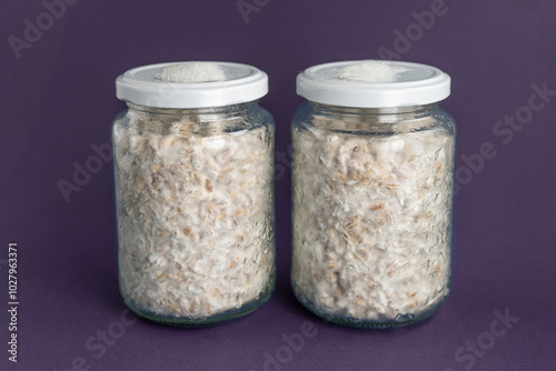 Billede på lærred Mushroom Spawn