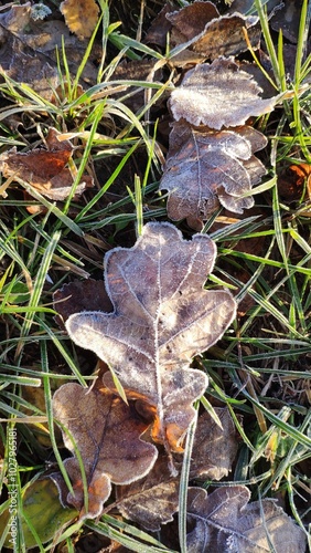 A leaf is covered in frost and is sitting on top of a field of grass