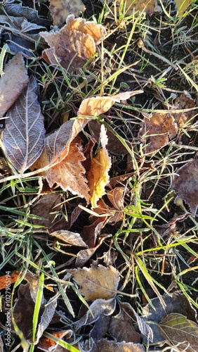 A leaf is covered in frost and is sitting on top of a field of grass