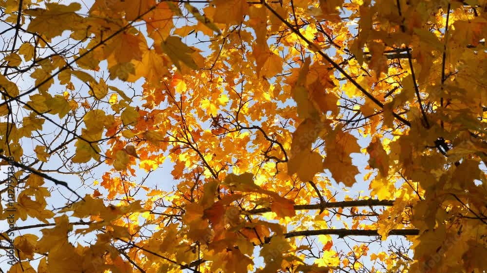 Autumn scene landscape with vibrant foliage on blue sky. Gold November Autumn scene landscape with vibrant foliage on blue sky. Gold November