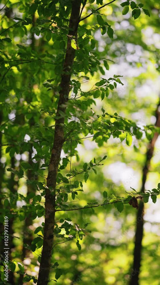 The green foliage on the thin branches sways slightly in the wind. Сrown of the tree. A summer day. Clean mountain forest. Sunlight passes through the light leaves. Sounds of nature. Bright weather. The green foliage on the thin branches sways slightly in the wind. Сrown of the tree. A summer day. Clean mountain forest. Sunlight passes through the light leaves. Sounds of nature. Bright weather.