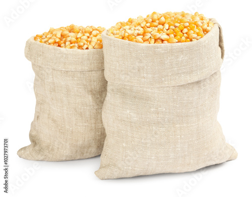 Photography Fresh corn kernels in burlap sacks isolated on white
