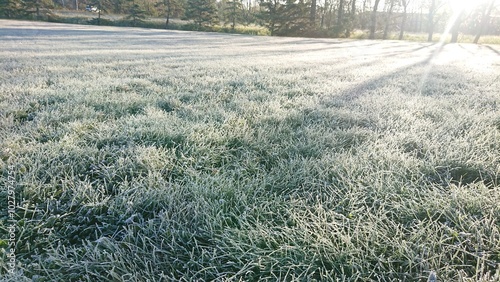 Photography Green grass covered with frost in autumn. Frost.