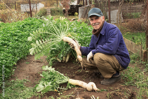 Gardener grew a daikon, although not even, but very large