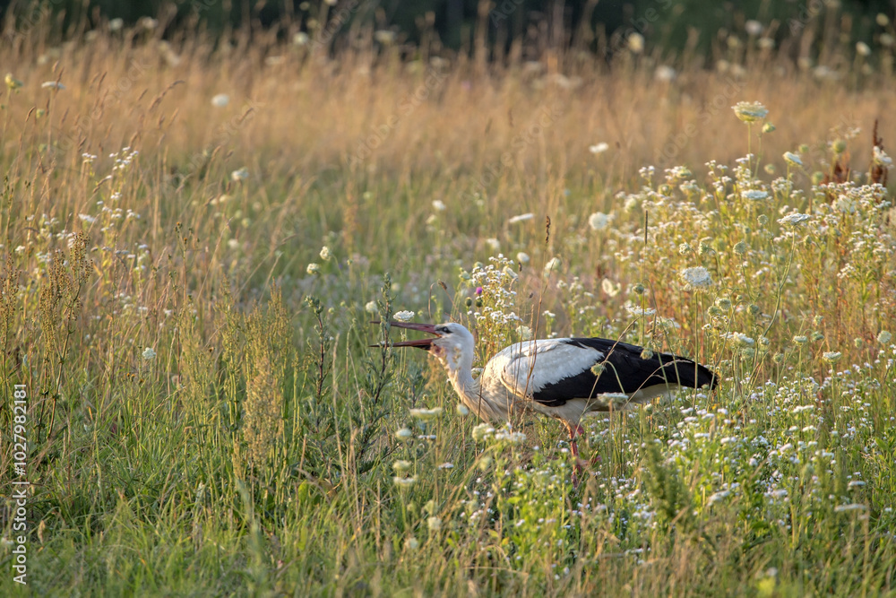 White stork walking on the summer field. Close-up of White stork (Ciconia ciconia). White stork walking on the summer field. Close-up of White stork (Ciconia ciconia).