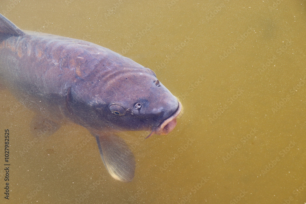 Fototapeta premium carp and grass carp in a pond