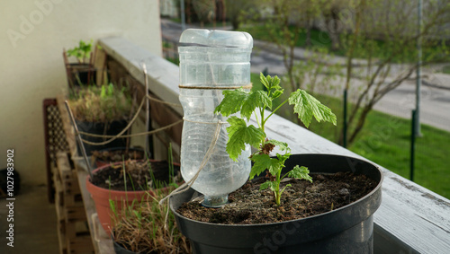 DIY plant watering system for balcony gardens. This simple PET bottle design keeps potted plants hydrated during spring.