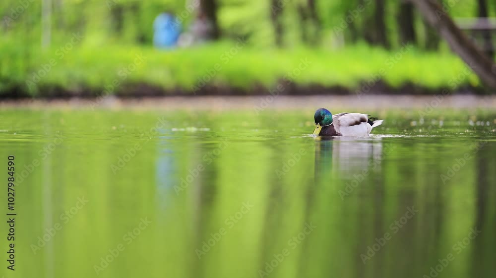 Sweet Mallard Duck swimming in the lake at spring, 4k footage Sweet Mallard Duck swimming in the lake at spring, 4k footage