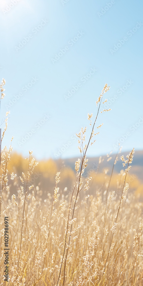 Fototapeta premium Close-up of autumn field plants against a backdrop of rolling hills and mountains, showcasing the beauty of nature in soft beige tones and atmospheric mist