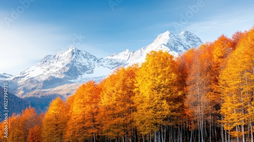 An enchanting view of rustic autumn trees standing in striking contrast to the snow-draped peaks, embodying the changing season with vivid color and beauty.