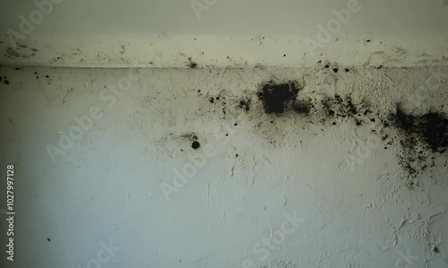 Black Fungus Mold Growth on Wall in Unventilated Living Room