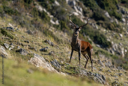 Red deer, Cervus elaphus, autumn rutting season, Pyrenees, Catalonia, Spain