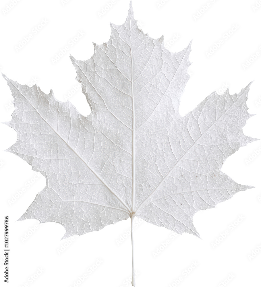 Fototapeta premium White maple leaf isolated transparent background autumn foliage natural texture