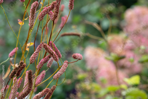 Stunning deep autumn colours on display in the flower beds at RHS Wisley garden, Woking, Surrey UK. photo