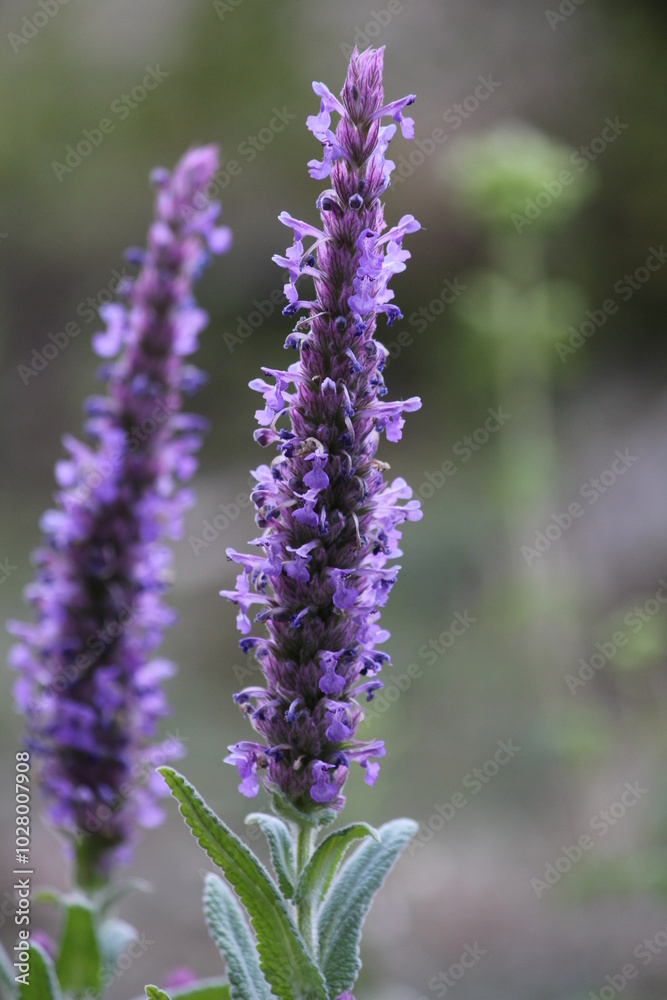 Obraz premium Close-up of a Catmint