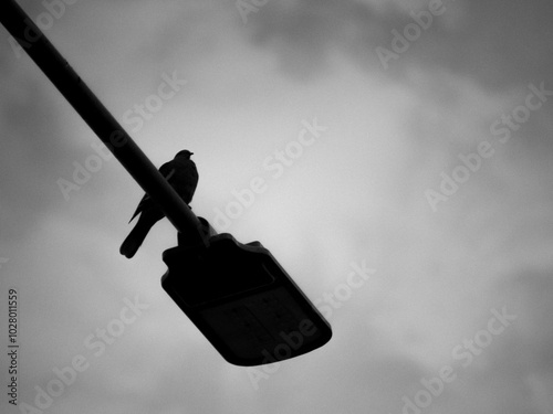 Bird in lamppost with sky in the background in black and white
 photo