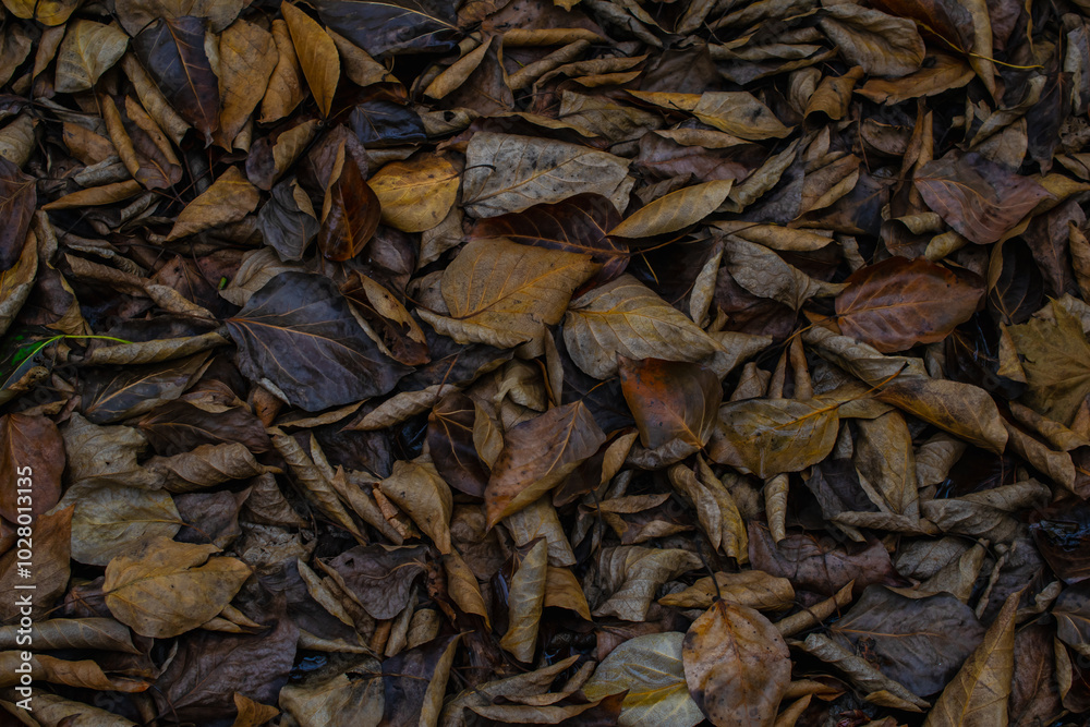 autumn background made of fallen poplar leaves autumn background made of fallen poplar leaves