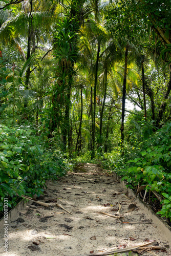 Green forest path bathed in sunlight, lined with vibrant plants and tall trees, providing a scenic and natural walking trail for relaxation, adventure, and connection with nature, calm outdoor setting photo