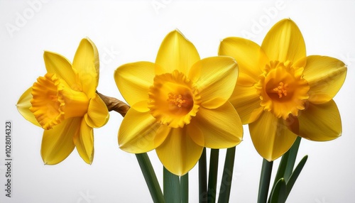 yellow daffodils on a white background springtime gardening