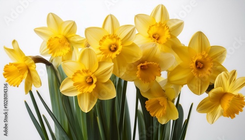 yellow daffodils on a white background springtime gardening