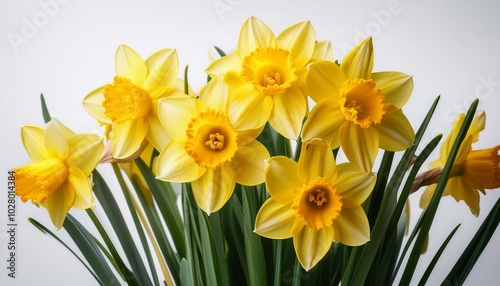 yellow daffodils on a white background springtime gardening